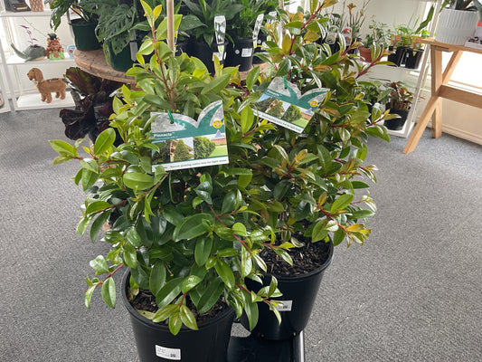 Lilly Pilly Pinnacle