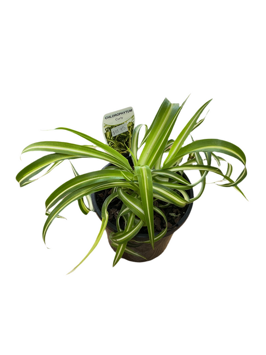 130mm Curly Spider Plant