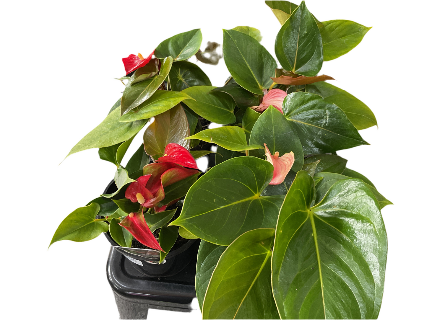 140mm Anthurium Flamingo Flower