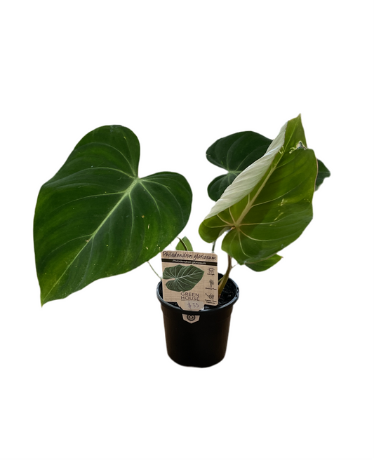 130mm Philodendron Gloriosum