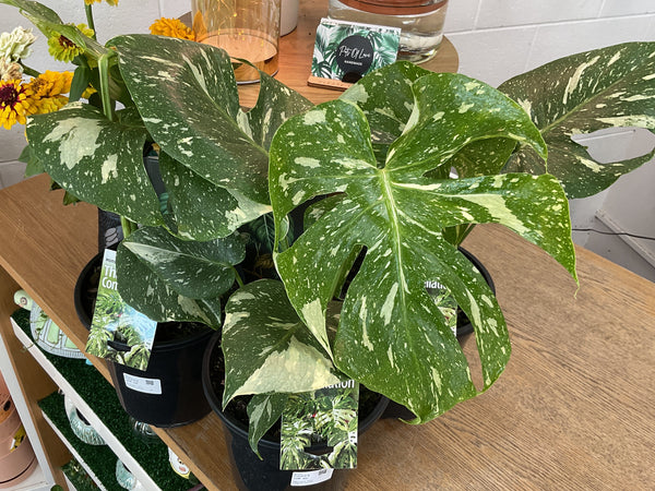 180mm Monstera Thai Constellation