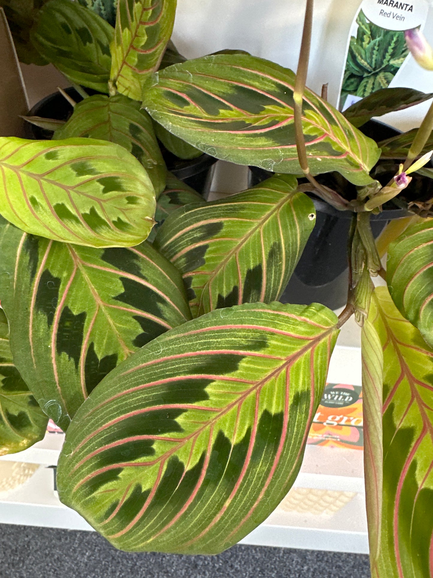 Maranta Leuconeura Red Stripe