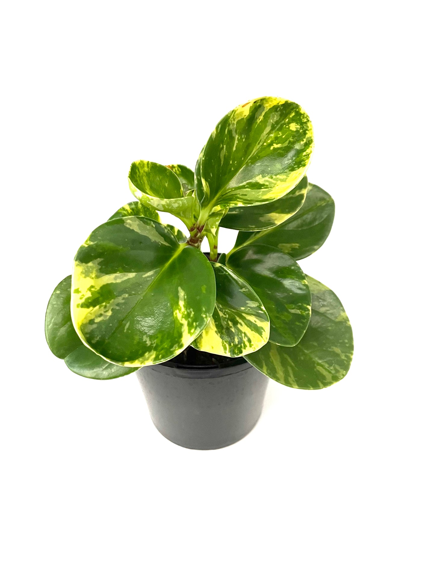 130mm Peperomia Marble