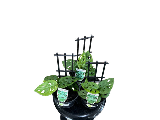 130mm Swiss Cheese Monstera