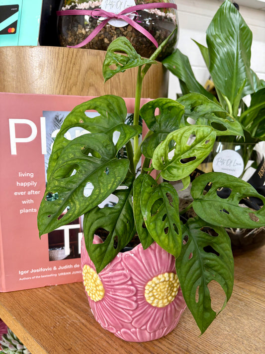 Pink Flower Planter 13cm