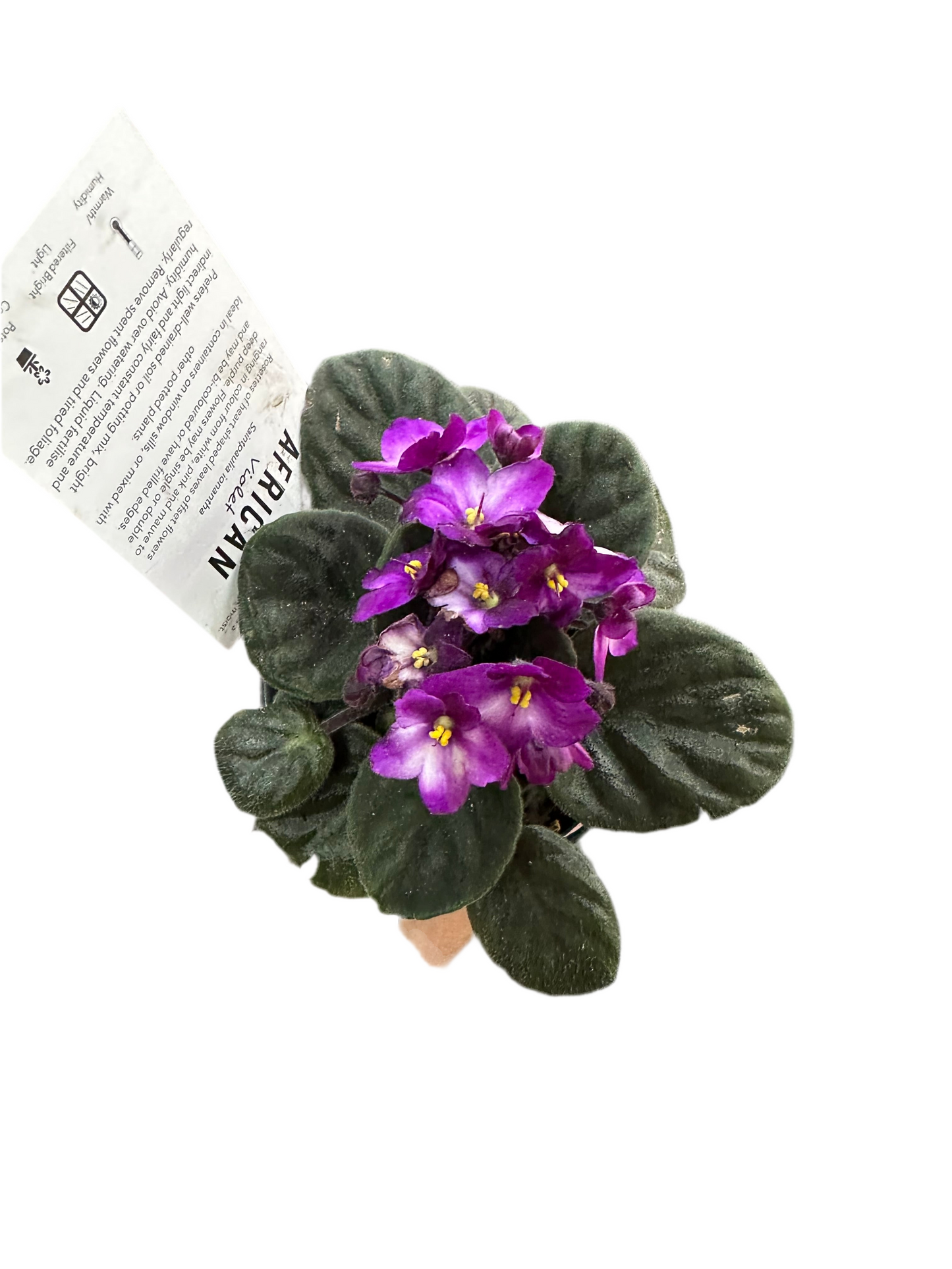 100mm African Violet - Assorted