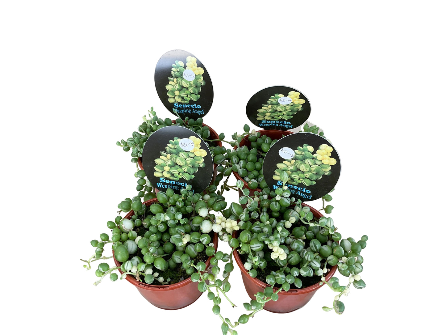 Senecio Weeping Angel