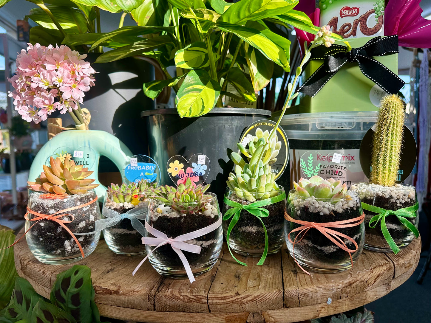 Mini Succulent Glass Gift