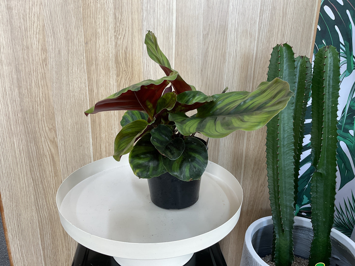 Calathea Fasciata