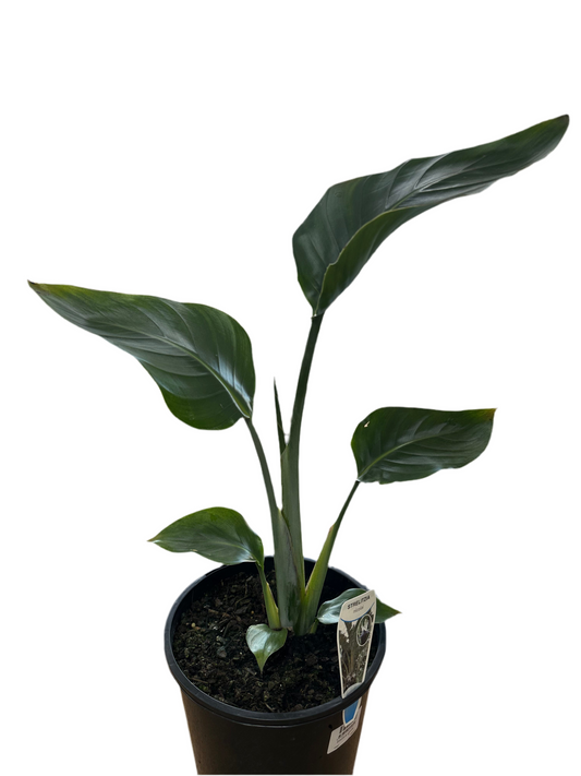 200mm Bird Of Paradise