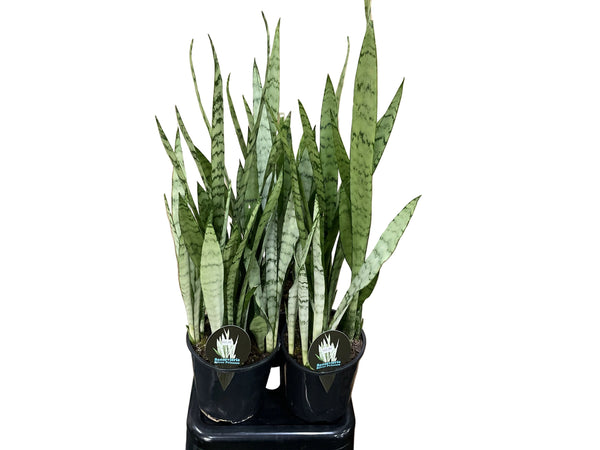150mm Sansevieria Silver Princess