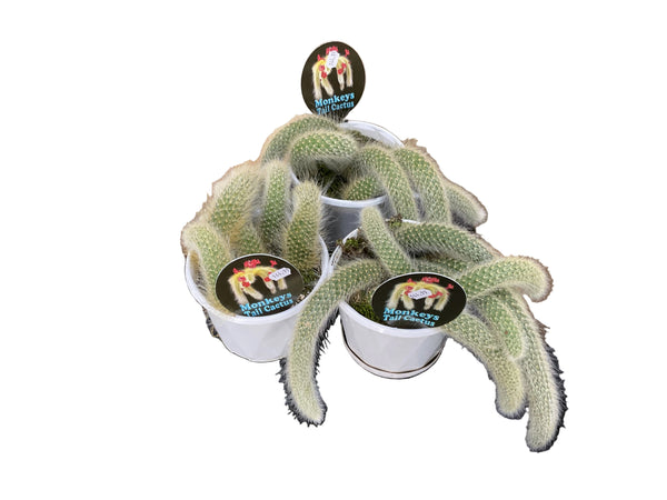 130mm Monkey’s Tail Cactus