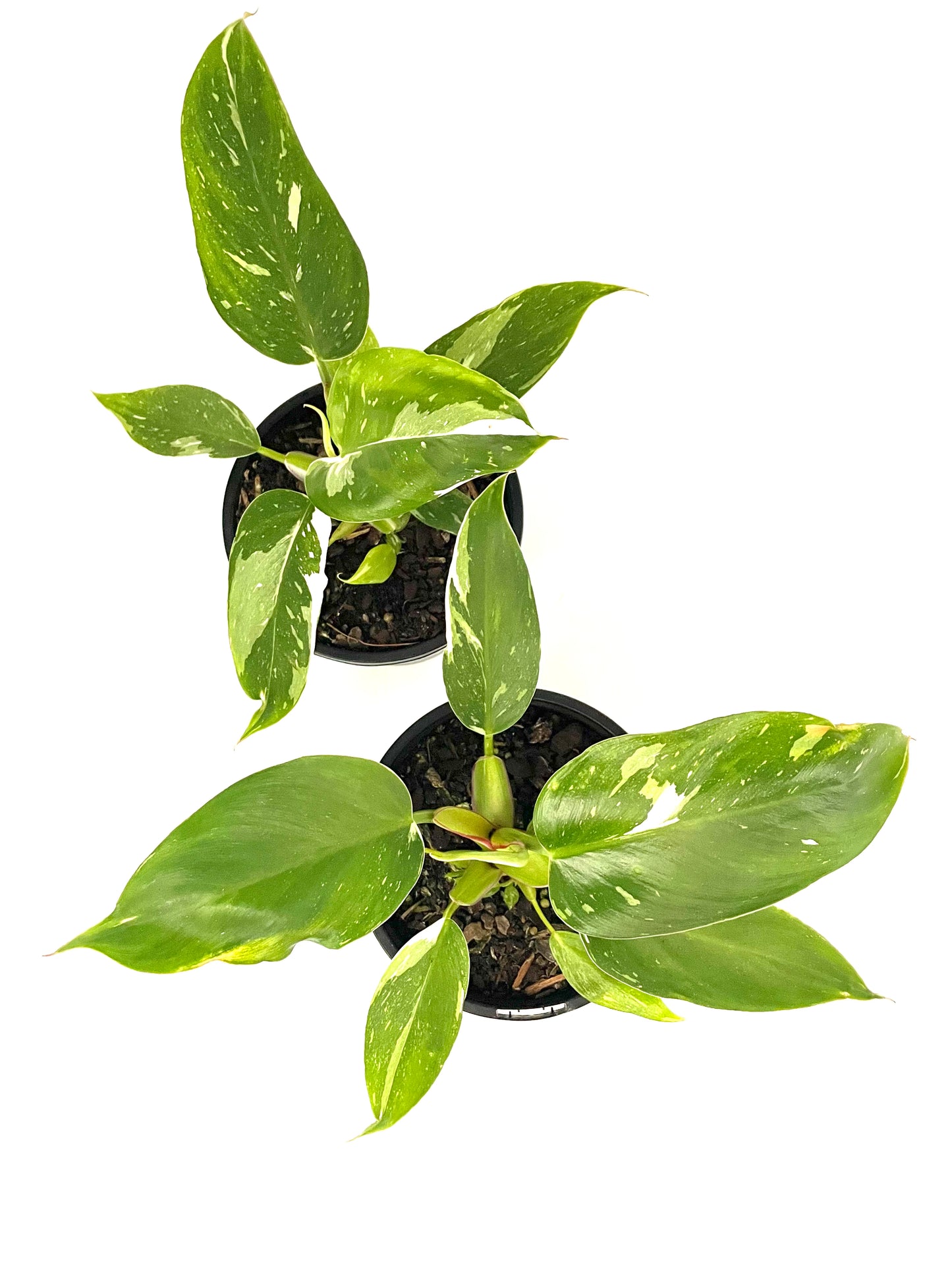 130mm Philodendron White Princess