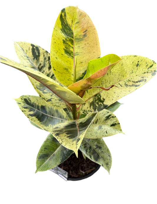 200mm Ficus Shivereana