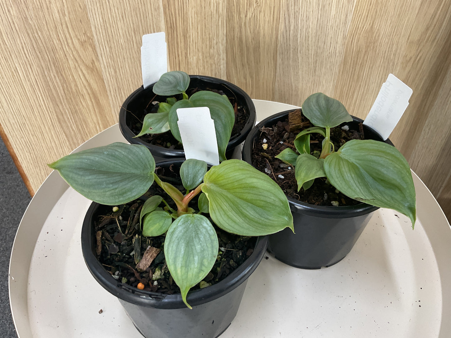 Philodendron Plowmanii