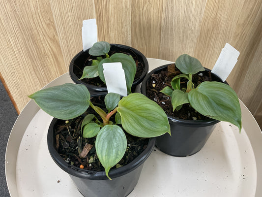 Philodendron Plowmanii