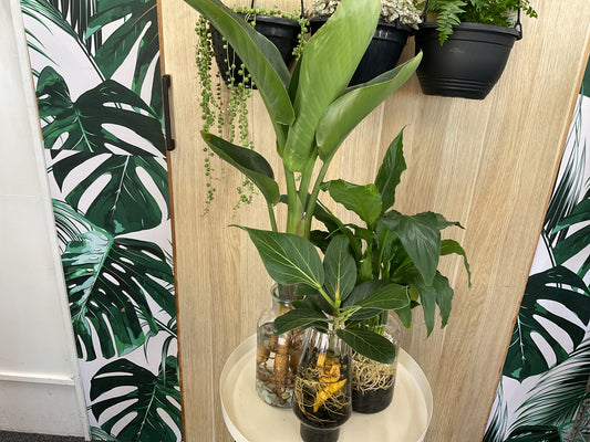 Hydro Plants- Assorted