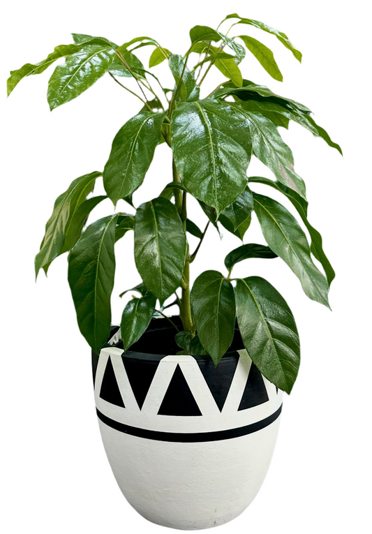250mm Schfflera Alpine junior