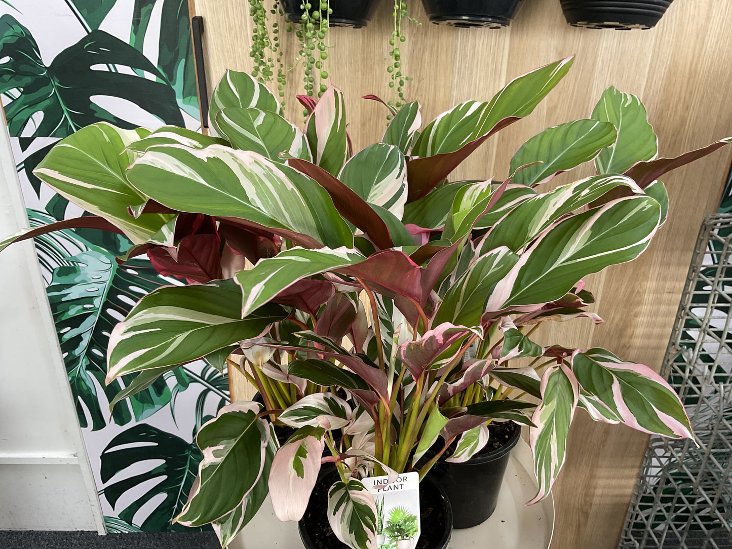 Variegated Maranta