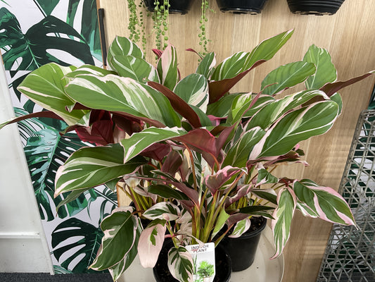 Variegated Maranta