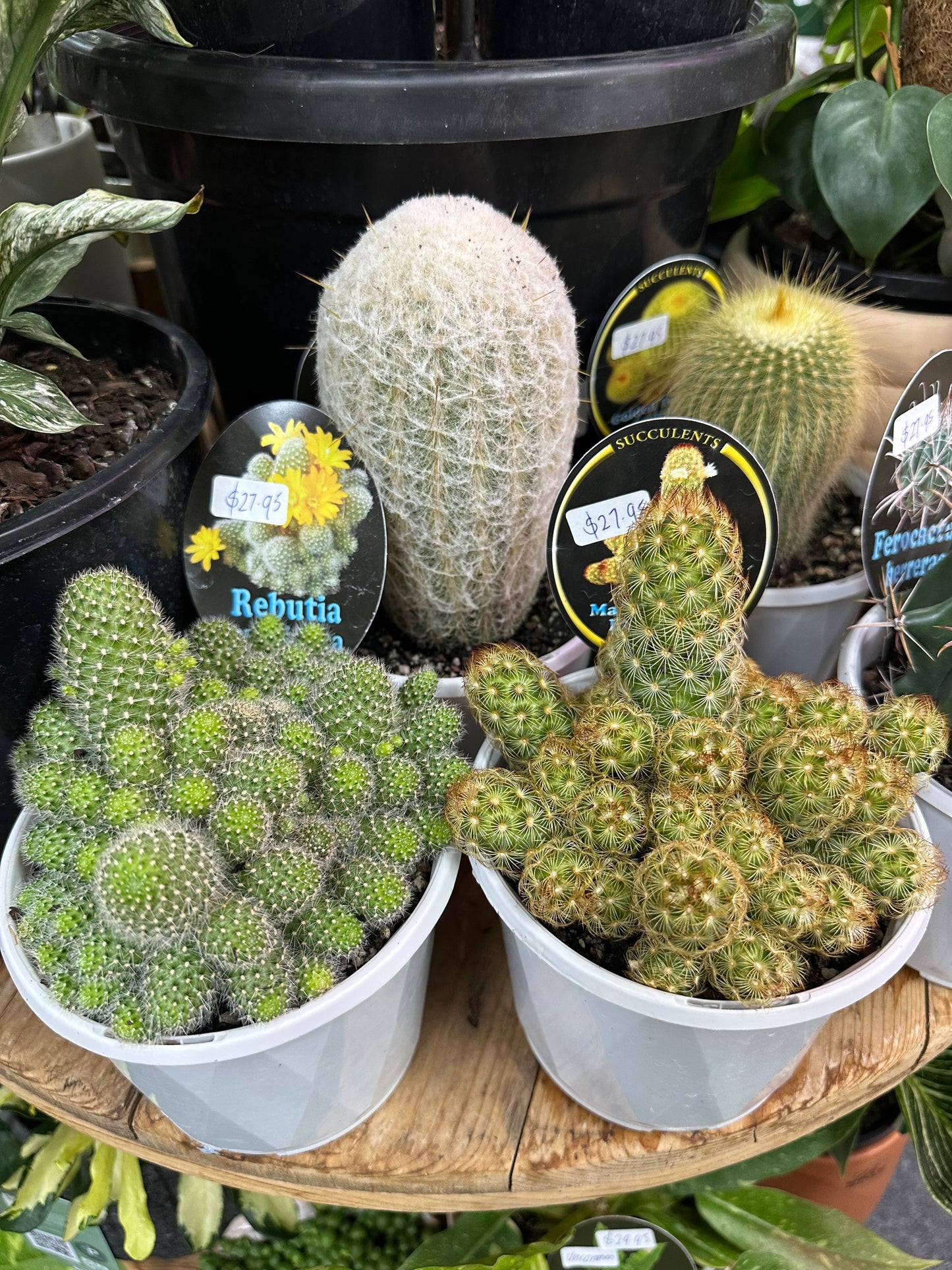 130mm Cacti