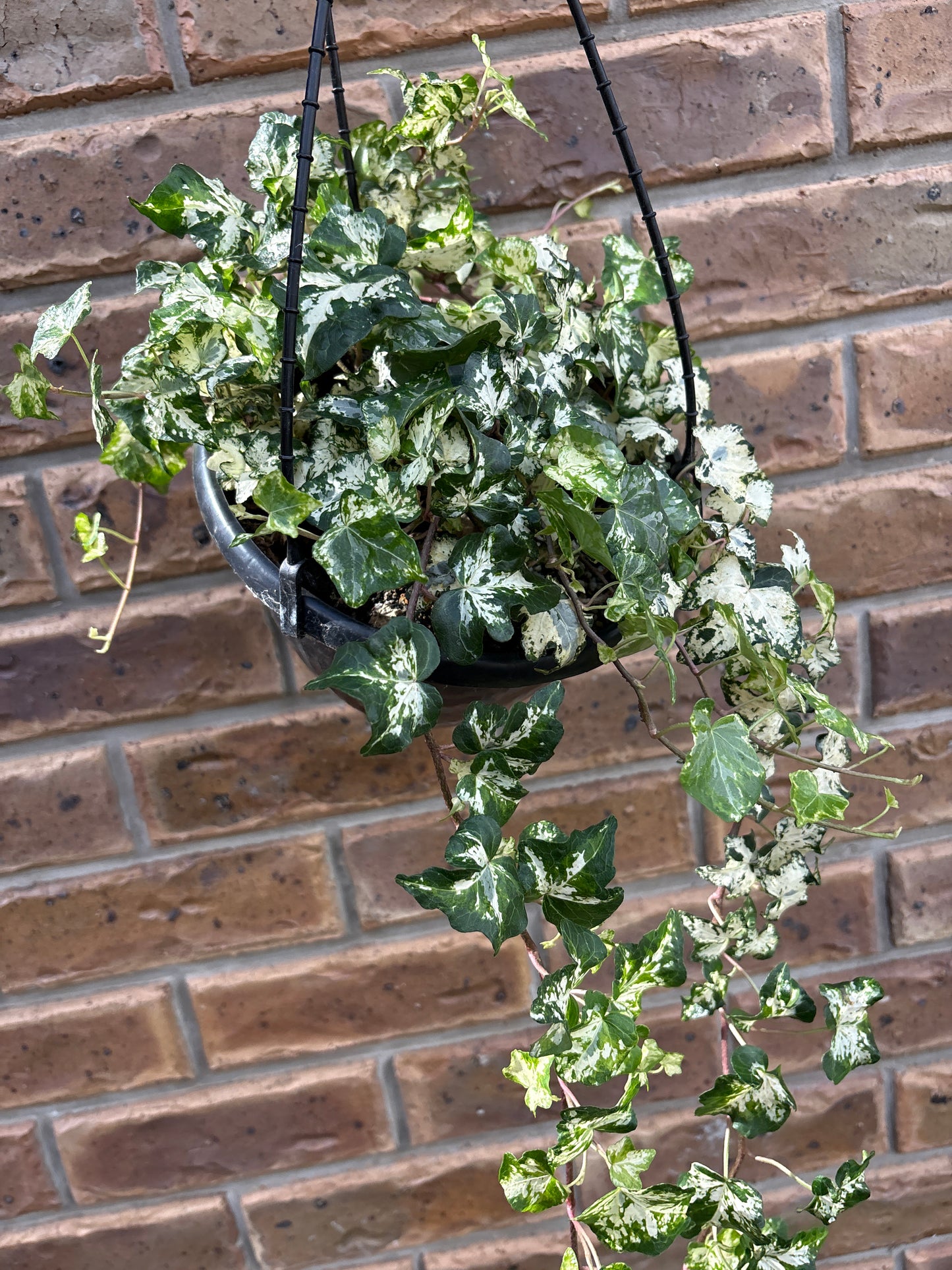 Camouflage Ivy- Hanging basket