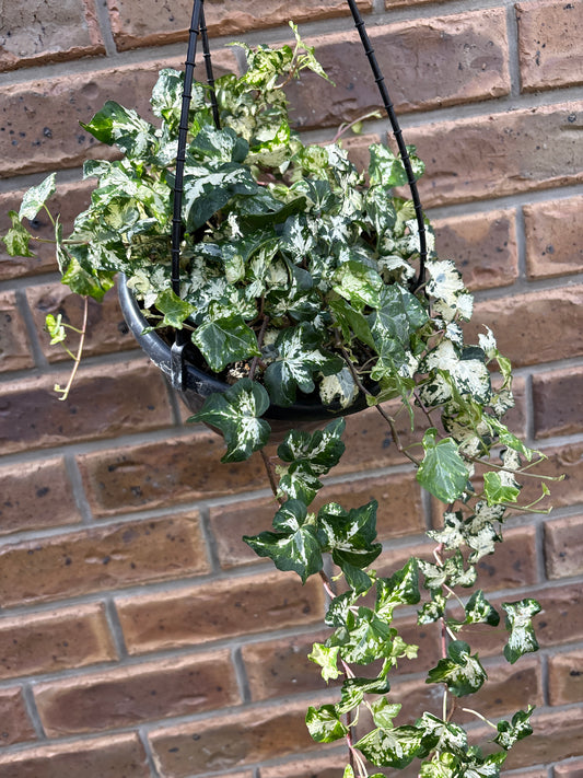 Camouflage Ivy- Hanging basket