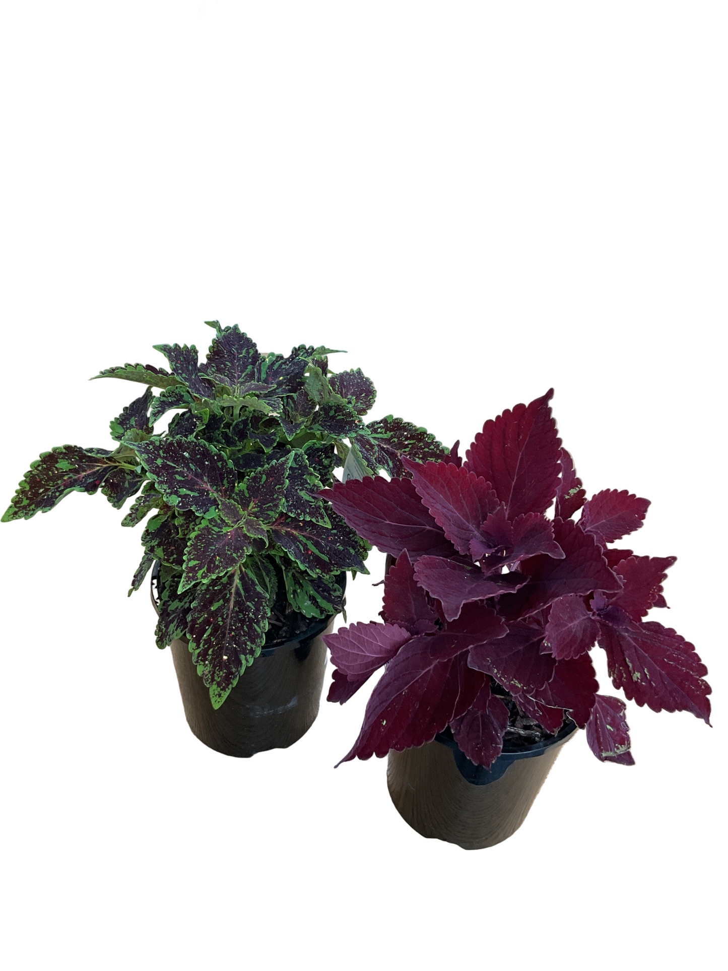 140mm Coleus - Assorted
