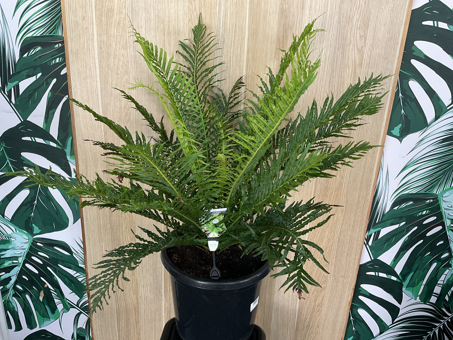 Silver Lady Fern