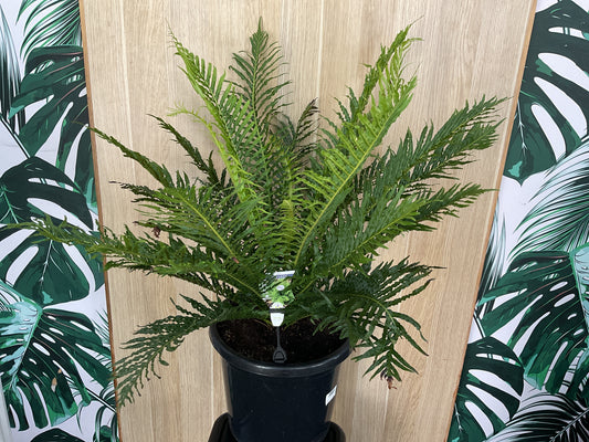 Silver Lady Fern