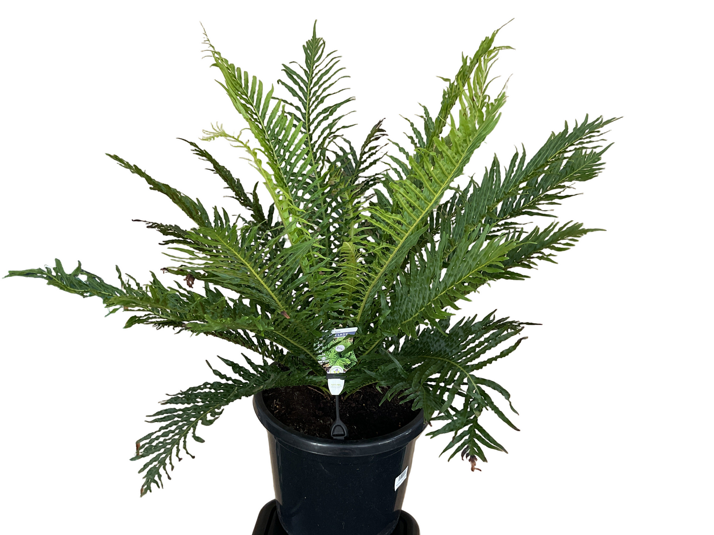 Silver Lady Fern