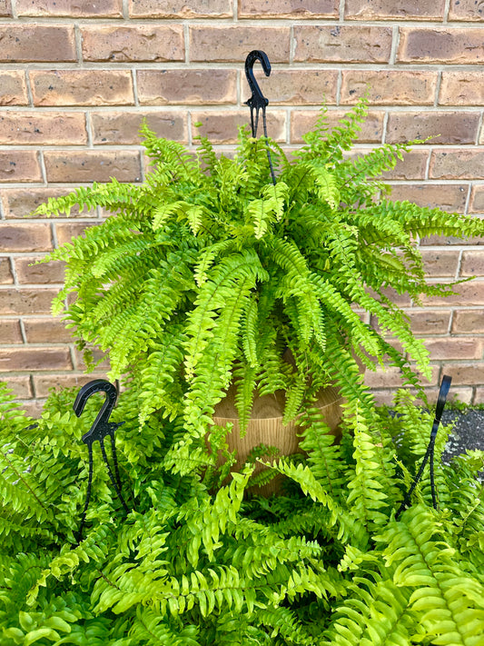 200mm Hanging Fern - SALE