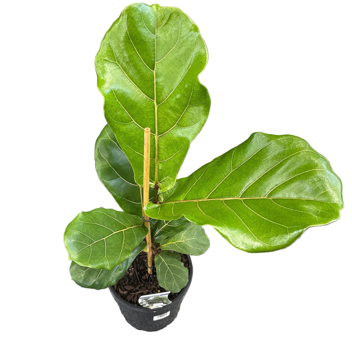Fiddle Leaf Fig