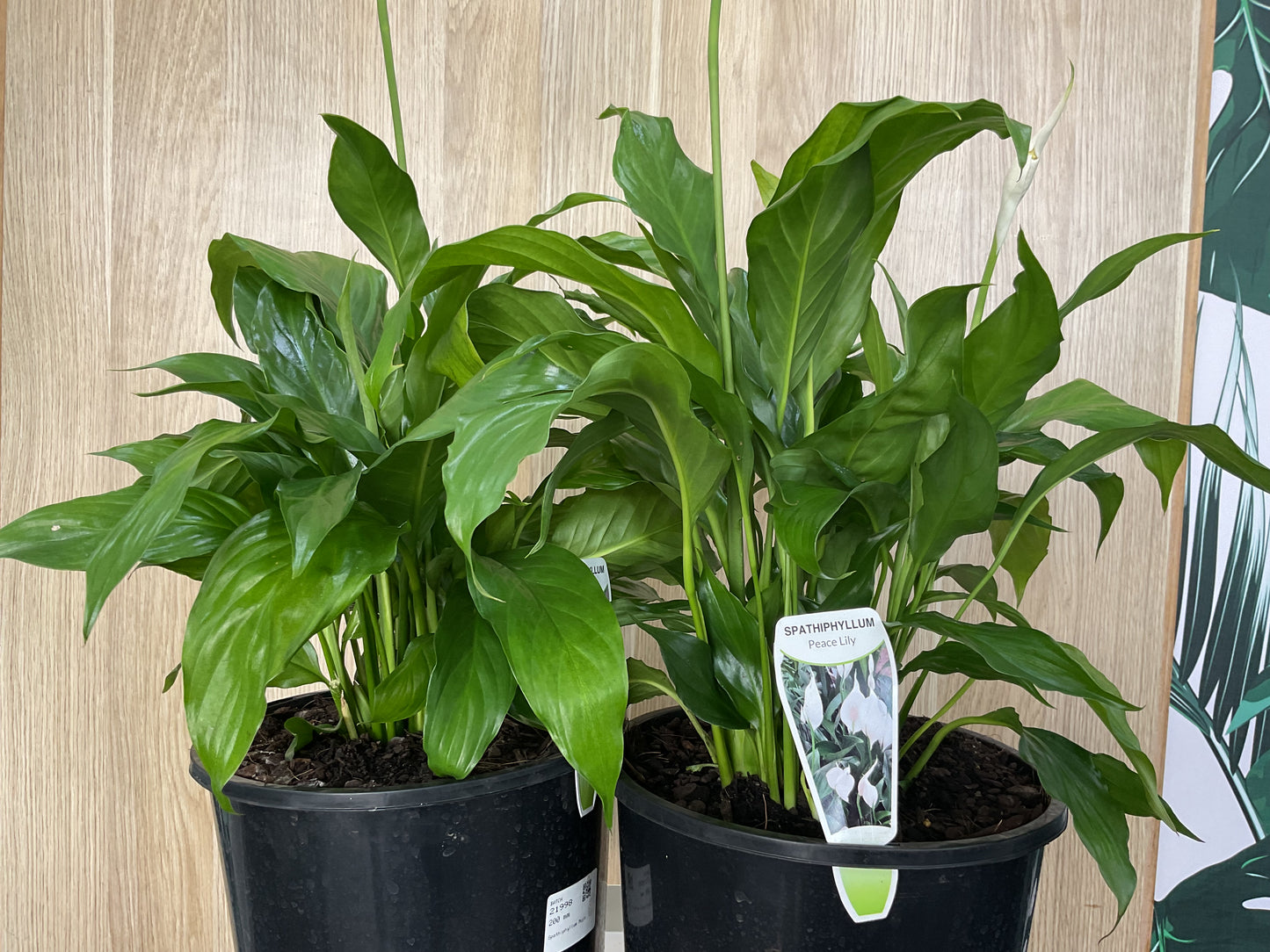 Spathiphyllum Mojo - Peace Lily