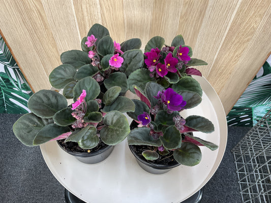 African Violet- Mixed