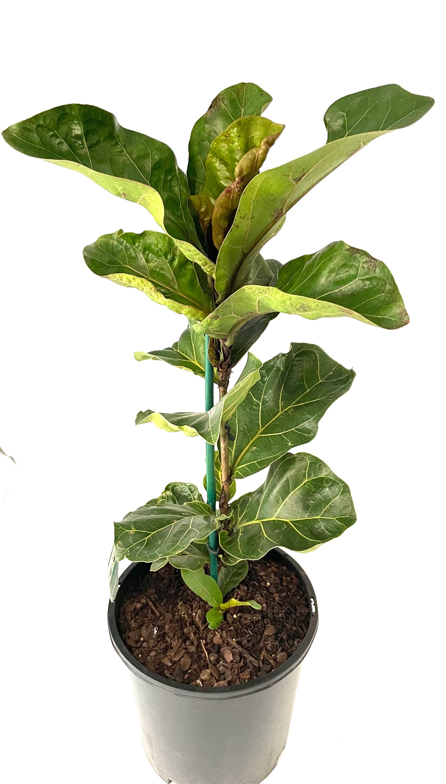 200mm Ficus Lyrata Bambino
