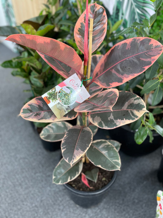Ficus Elastica Ruby