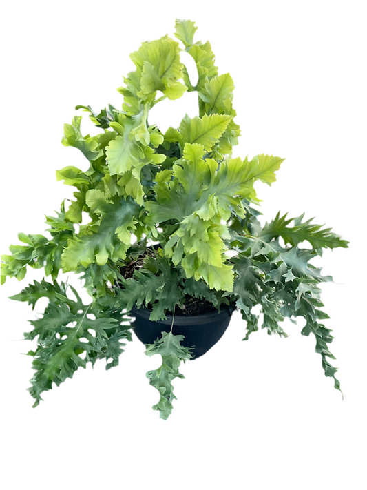 200mm Davana Fern