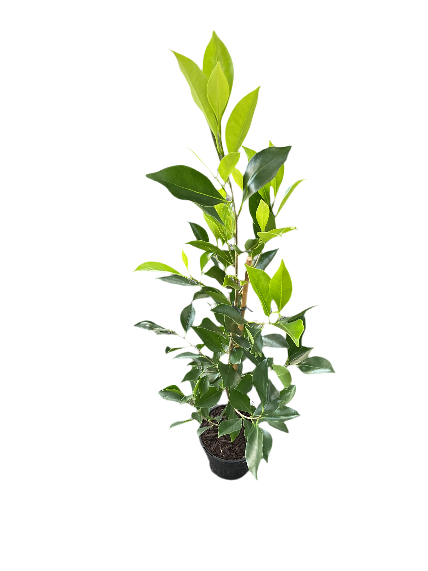 130mm Ficus Hilli