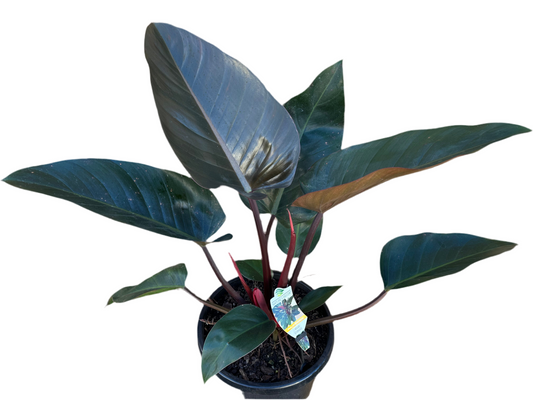 300mm Philodendron Rojo Congo