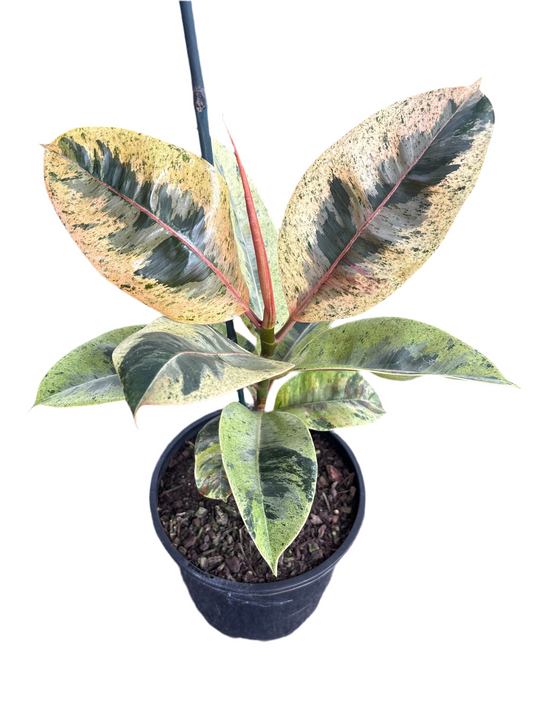 200mm Ficus Shivereana