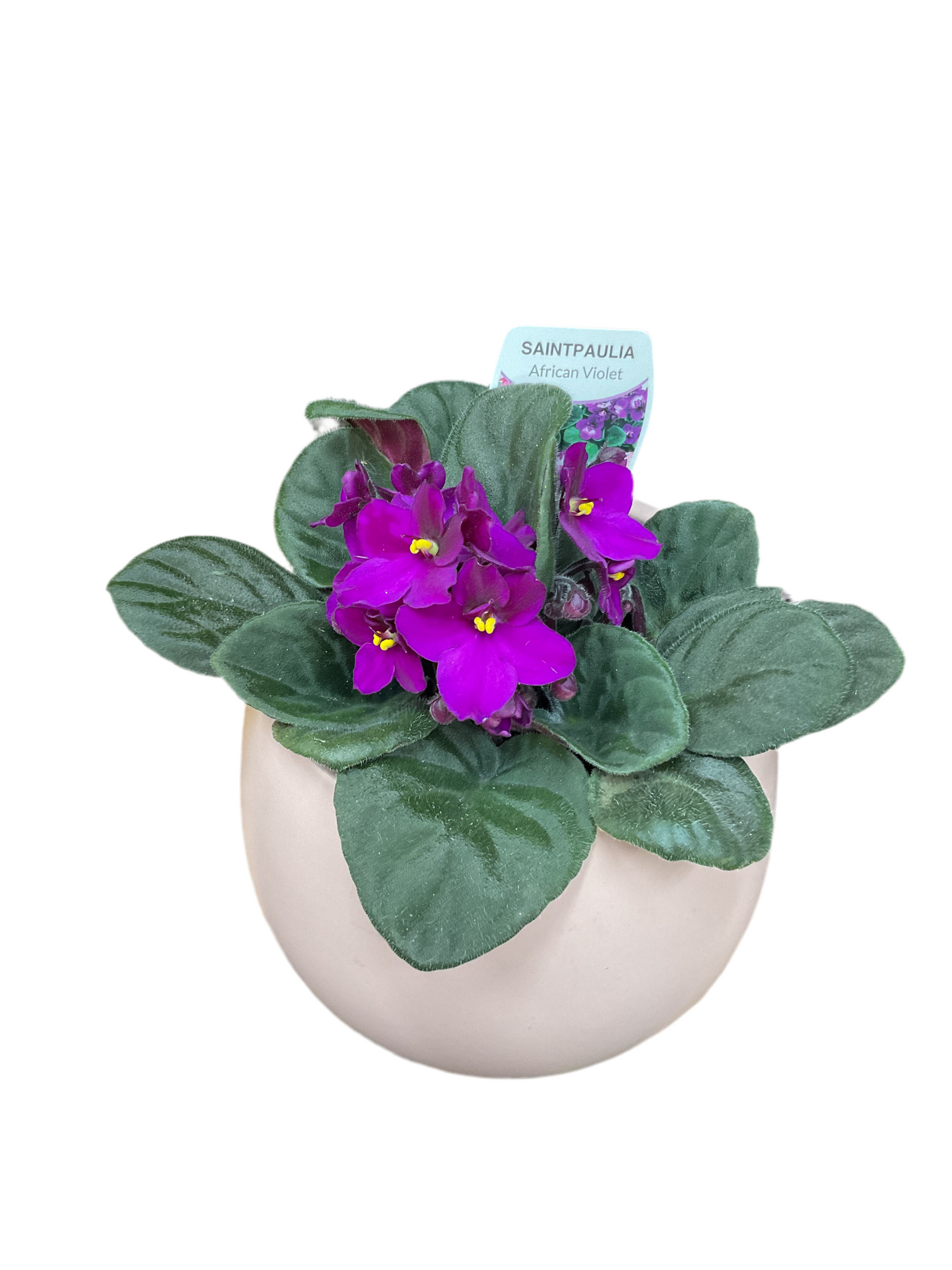 100mm African Violet