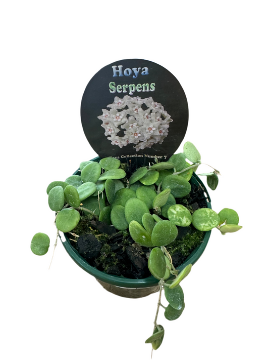 Hoya Serpens