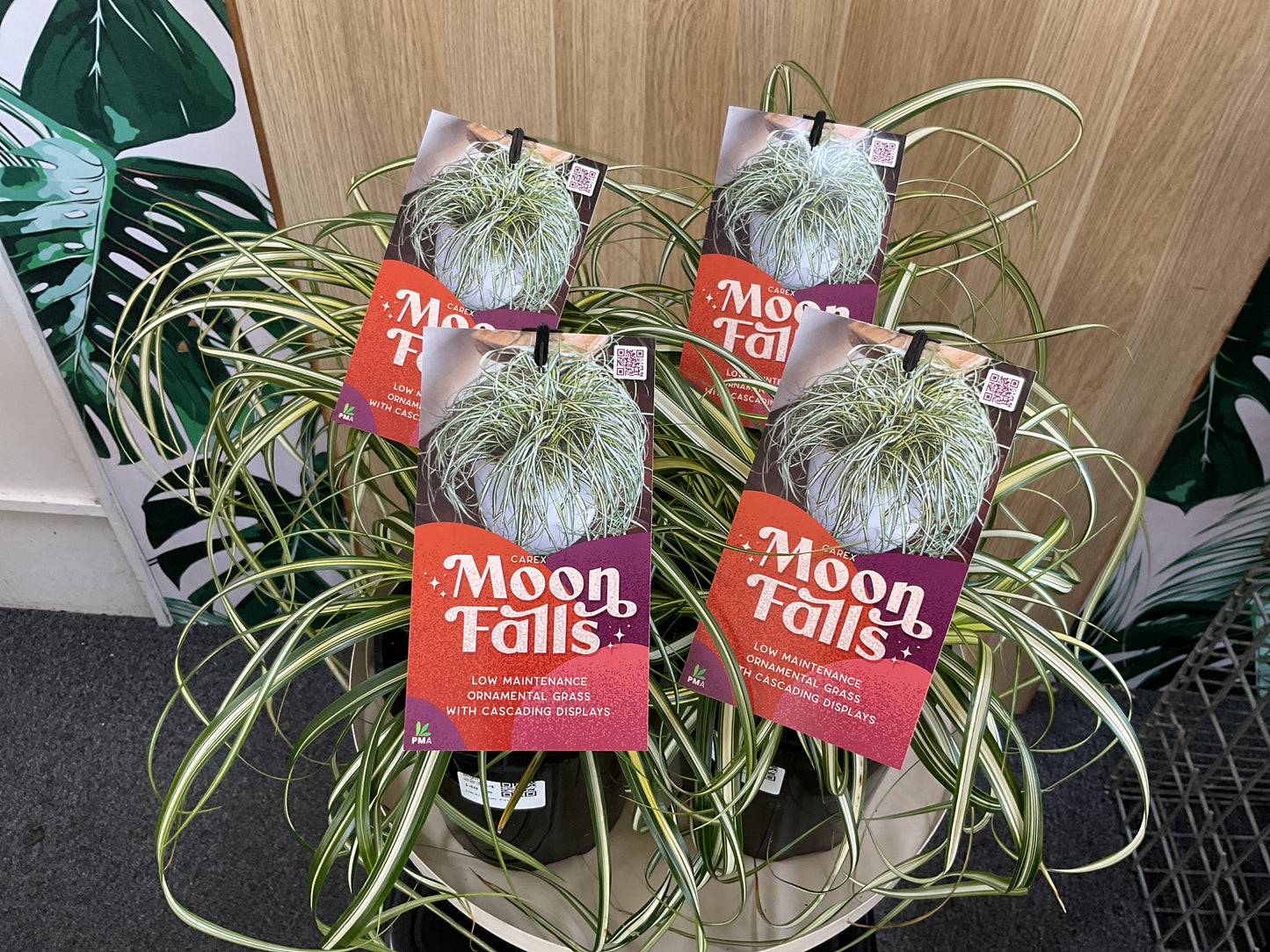 140mm Carex Moon Falls