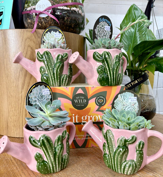 Cactus Watering Can Planter & Plant combo