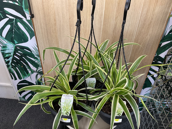 200mm Spider Plant- Hanging