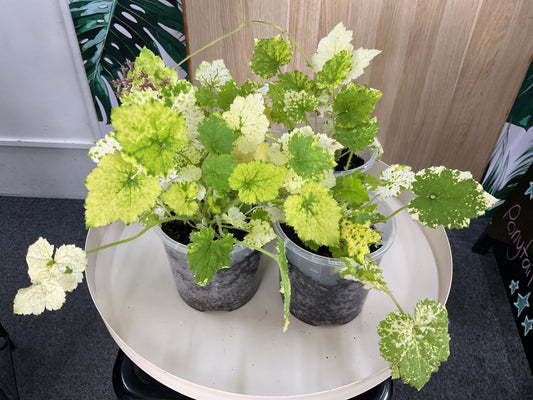 Variegated Piggy Back Plant