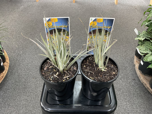 Silver Sunrise Cotton Heads