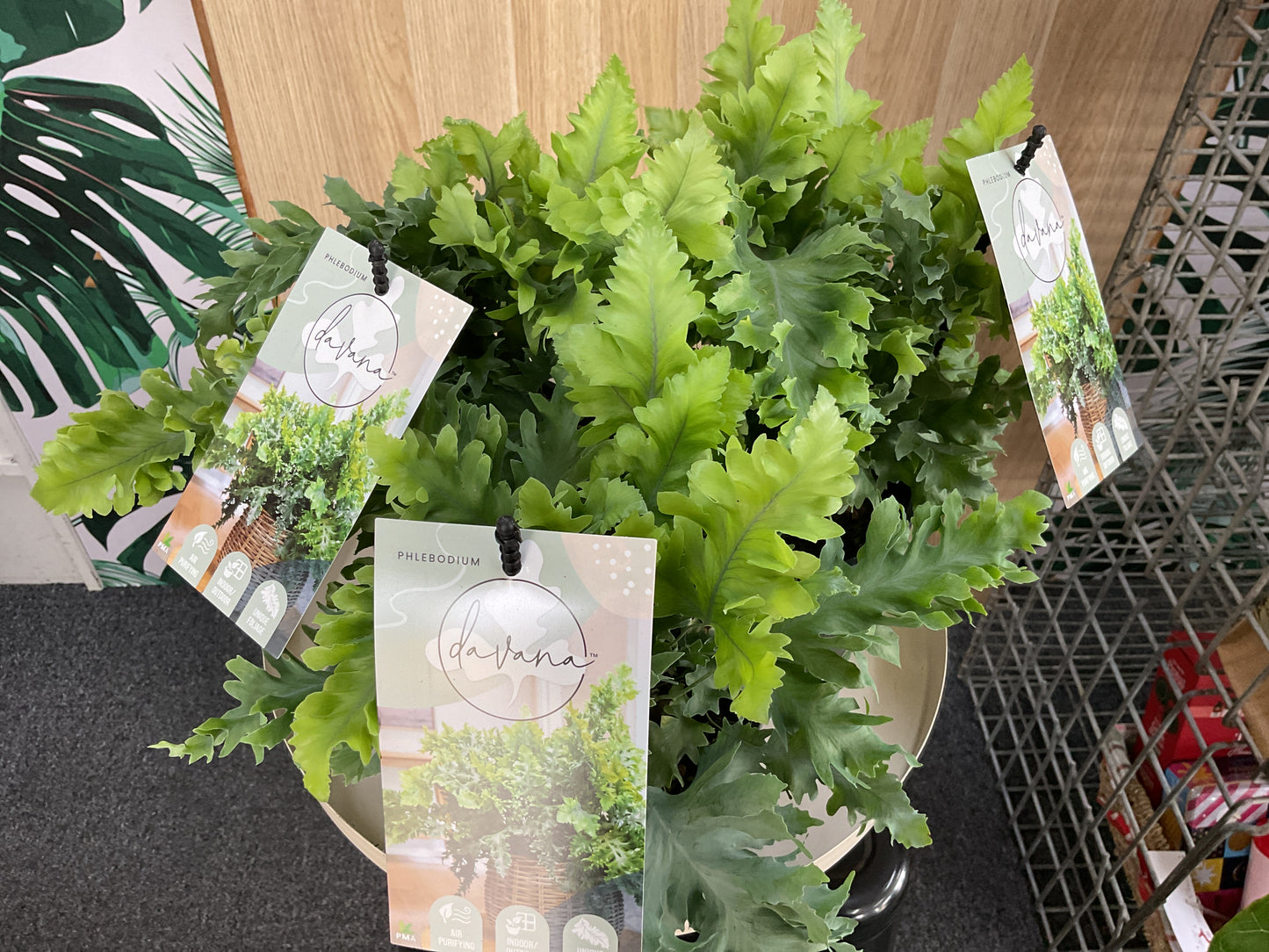 Phlebodium Davana Fern