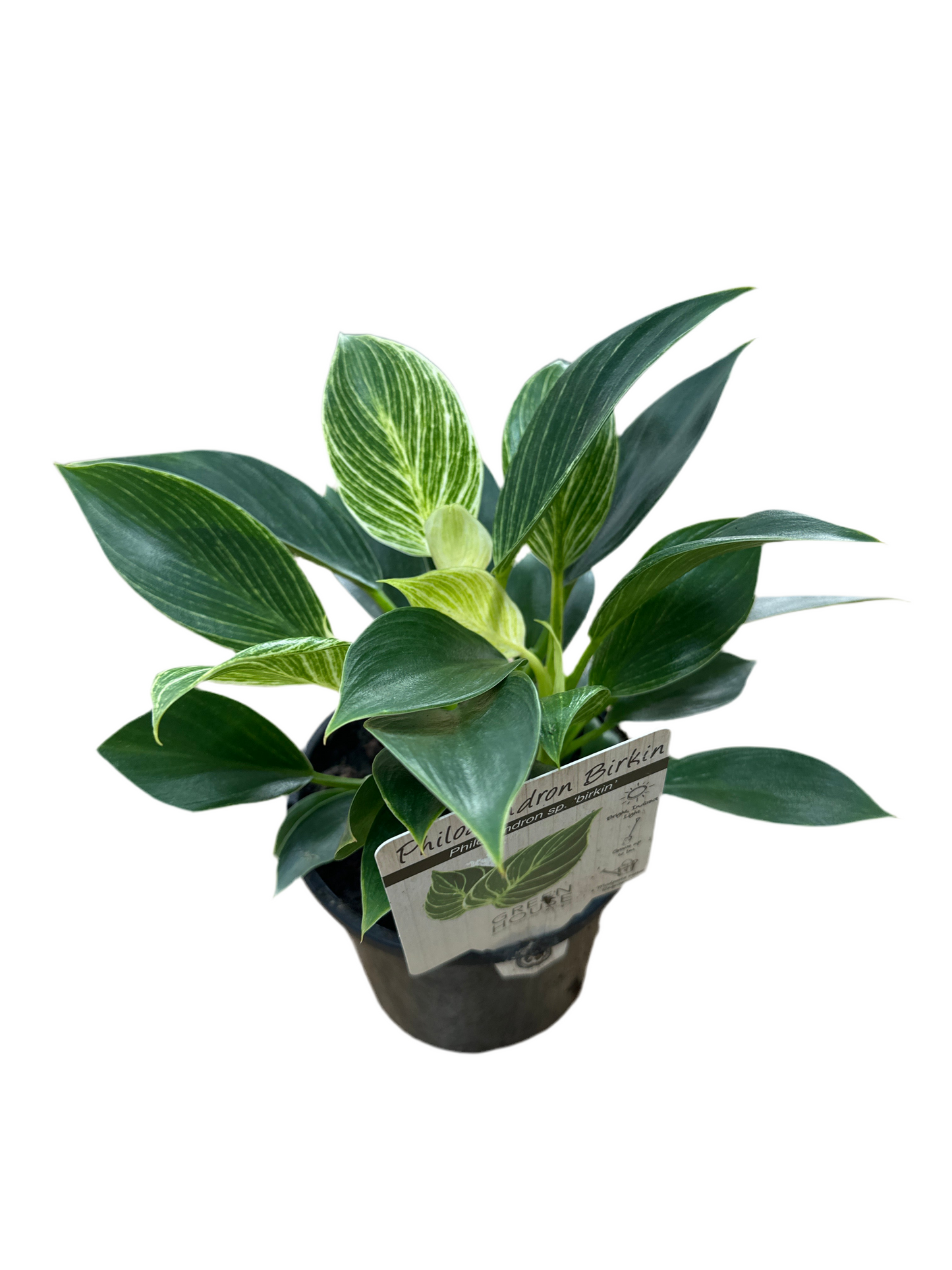 130mm Philodendron Birkin